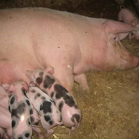 Farm stay Lahnerhof Campo Tures